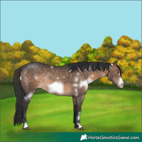 Horse Color:White Spotted Brown Dun Frame Rabicano