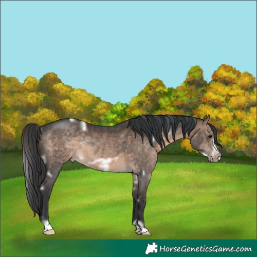Horse Color:White Spotted Brown Dun Frame Rabicano 