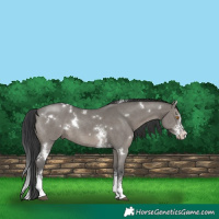 Horse Color:White Spotted Grullo Sabino Rabicano 