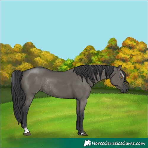 Horse Color:Grullo Sabino Rabicano