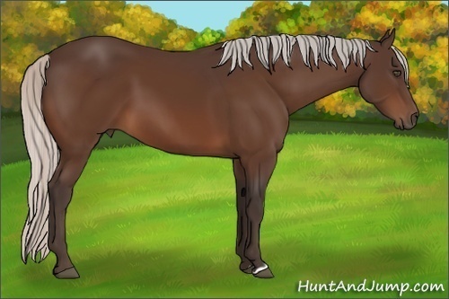Horse Color:Silver Bay Frame
