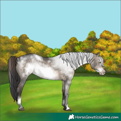 Horse Color:White Spotted Brown Dun Sabino Frame Rabicano 