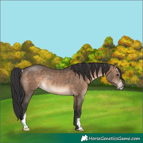 Horse Color:Brown Dun Sabino Rabicano