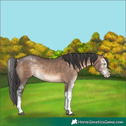Horse Color:Brown Dun Sabino Rabicano 