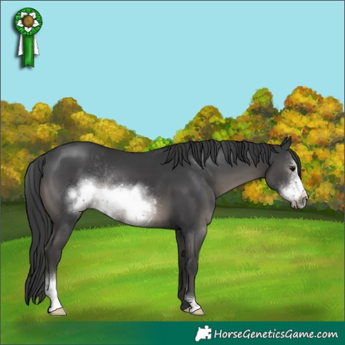 Horse Color:Black Sabino Frame Rabicano