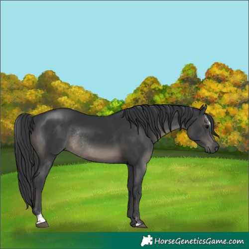 Horse Color:Black Sabino Rabicano 