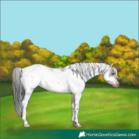 Horse Color:Brown Dun Sabino Frame Rabicano 