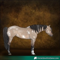 Horse Color:White Spotted Brown Dun Sabino Rabicano