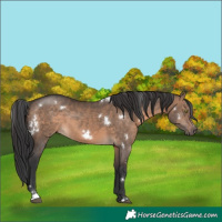 Horse Color:White Spotted Brown Dun Sabino Rabicano 