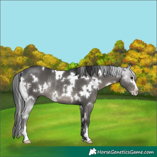 Horse Color:White Spotted Grullo Sabino Rabicano 
