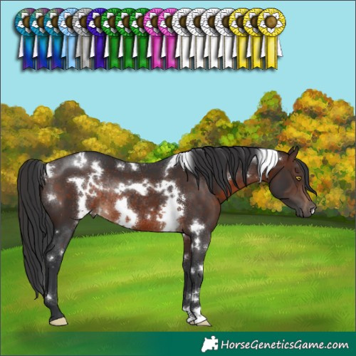 Horse Color:White Spotted Brown Rabicano 