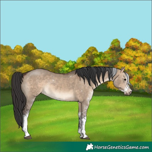 Horse Color:Brown Dun Sabino Rabicano