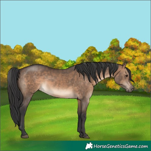 Horse Color:Brown Dun Sabino Rabicano 