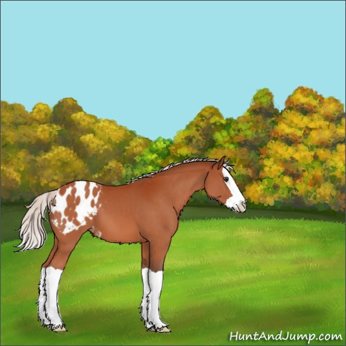 Horse Color:Silver Brown Splash Appaloosa 