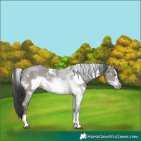 Horse Color:White Spotted Grullo Sabino Frame Rabicano 