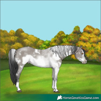 Horse Color:White Spotted Grullo Sabino Frame Rabicano