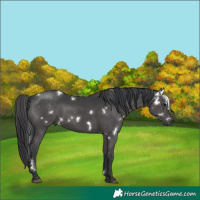 Horse Color:White Spotted Black Rabicano 