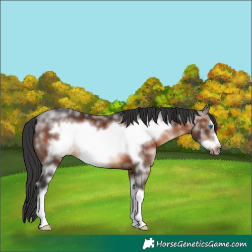 Horse Color:Brown Sabino Frame Rabicano