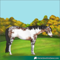 Horse Color:Brown Sabino Frame Rabicano 