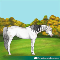 Horse Color:White Spotted Brown Dun Sabino Frame Rabicano 