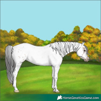 Horse Color:Brown Dun Sabino Frame Rabicano