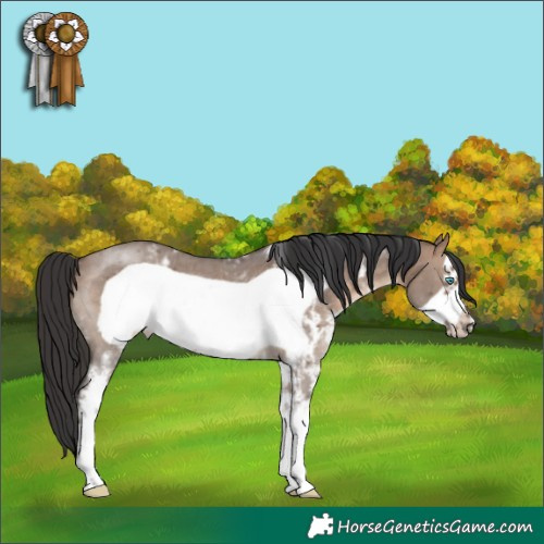 Horse Color:Brown Dun Sabino Frame Rabicano 
