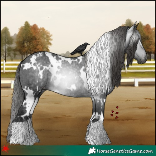 Horse Color:Gray White Spotted Black Varnish Rabicano