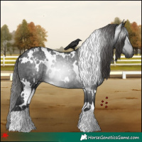 Horse Color:Gray White Spotted Black Varnish Rabicano 