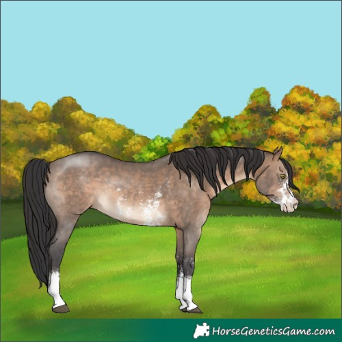 Horse Color:Brown Dun Sabino Rabicano