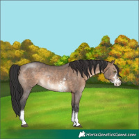 Horse Color:Brown Dun Sabino Rabicano 