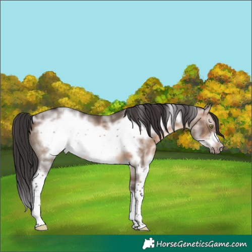 Horse Color:White Spotted Brown Dun Sabino Frame Rabicano 
