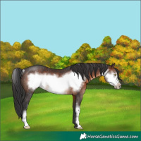 Horse Color:Brown Sabino Frame Rabicano 