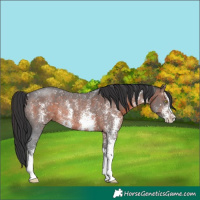 Horse Color:Brown Sabino Rabicano 