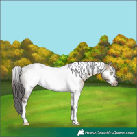 Horse Color:White Spotted Brown Dun Sabino Frame Rabicano 