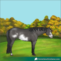 Horse Color:Black Sabino Frame Rabicano