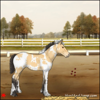 Horse Color:White Spotted Buckskin Dun 