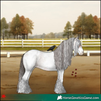 Horse Color:White Spotted Brown Roan Appaloosa 