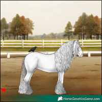 Horse Color:White Spotted Grullo Appaloosa 