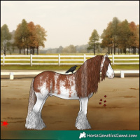 Horse Color:White Spotted Chestnut Splash 