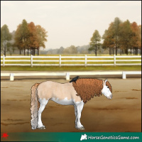 Horse Color:Red Dun Roan Splash