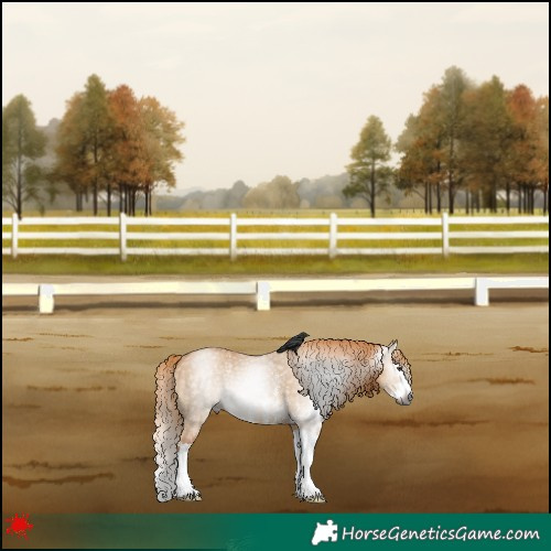 Horse Color:Gray Red Dun Sabino Splash