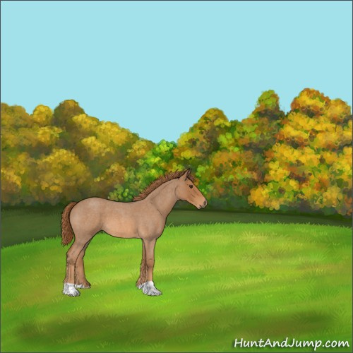 Horse Color:Red Roan