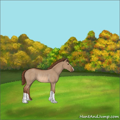 Horse Color:Red Dun Rabicano 