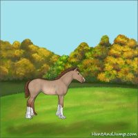 Horse Color:Red Dun Rabicano