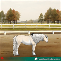 Horse Color:Palomino Sabino Appaloosa