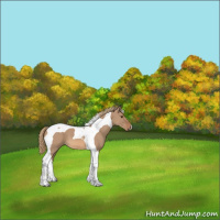 Horse Color:Red Dun Tobiano