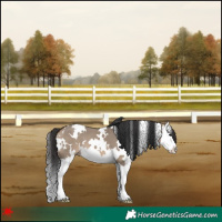 Horse Color:White Spotted Brown Dun Splash 