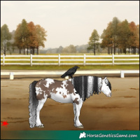 Horse Color:White Spotted Brown Dun Splash 