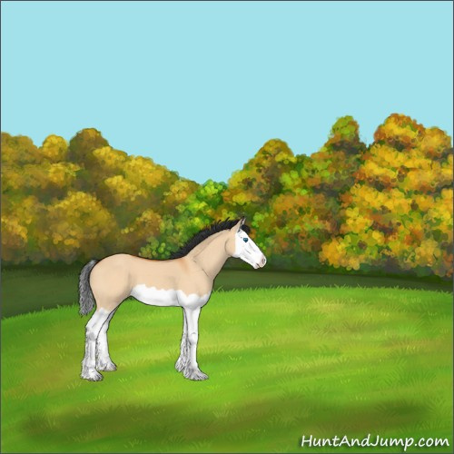 Horse Color:Bay Dun Splash
