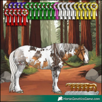 Horse Color:White Spotted Silver Buckskin Sabino 